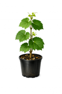 vīnogu stāda kopšana ar zaļo dzinumu