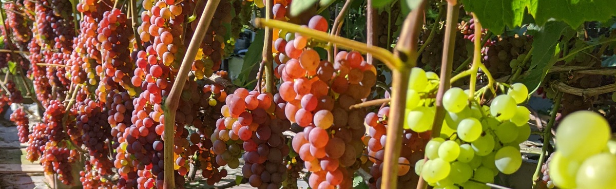 Baltic Grapes